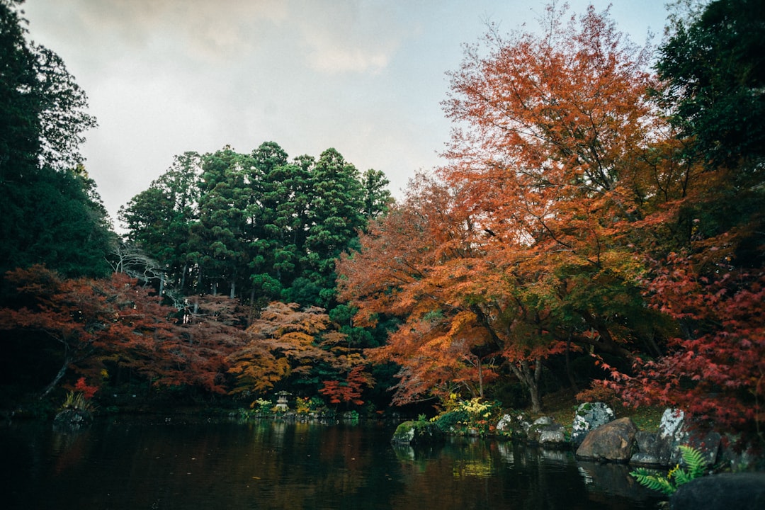 a body of water surrounded by lots of trees