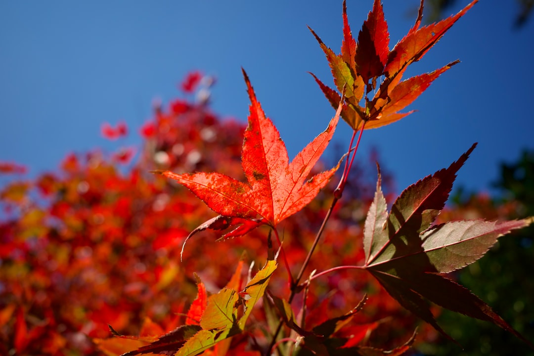 a close up of a tree branch
