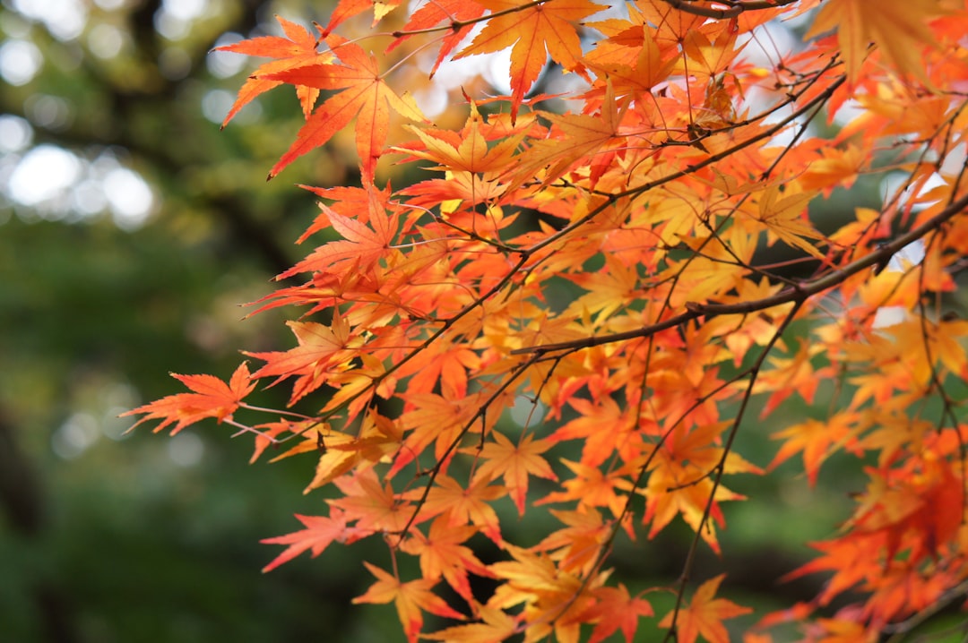 a close up of a tree with orange leaves