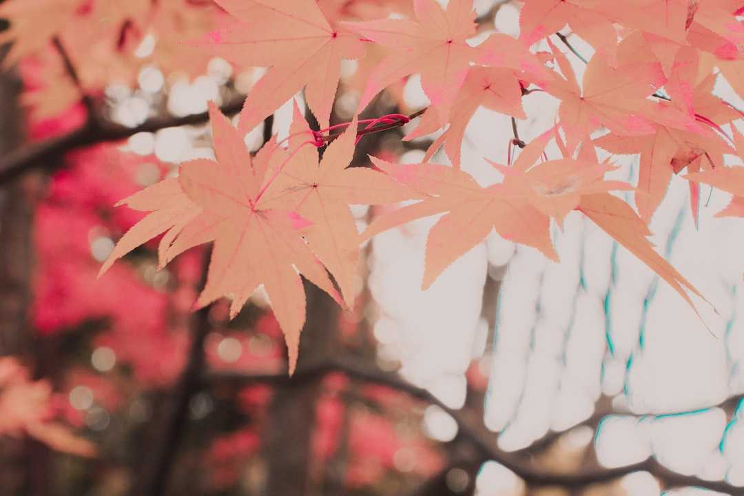 a close up of a tree with red leaves