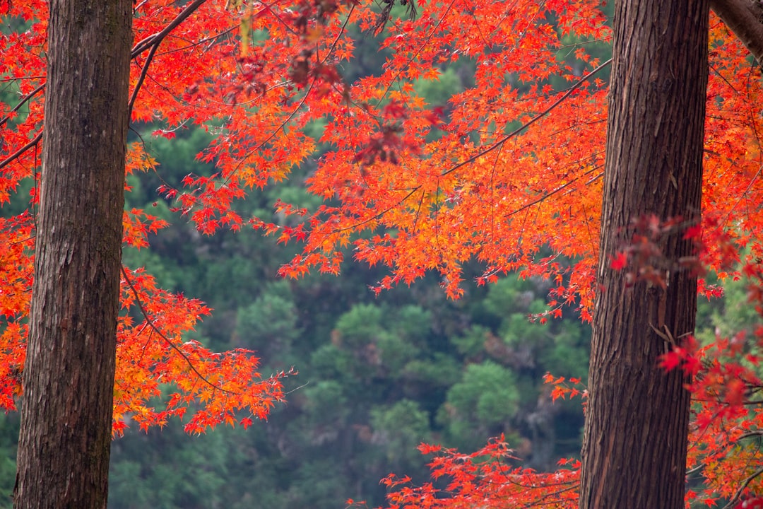 a forest filled with lots of trees covered in red leaves