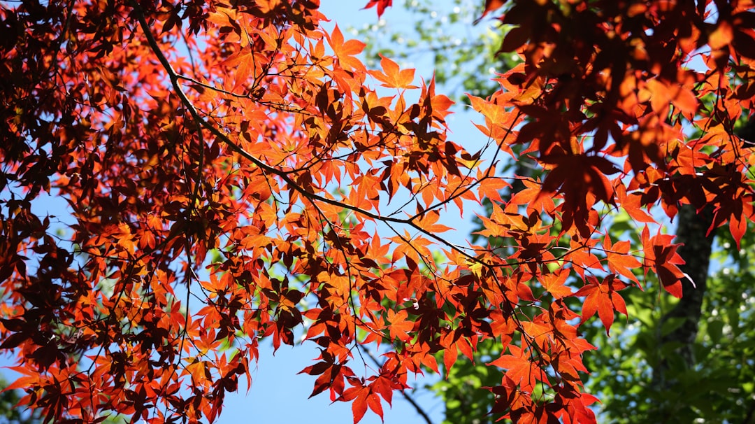 A tree with red leaves and a blue sky in the background