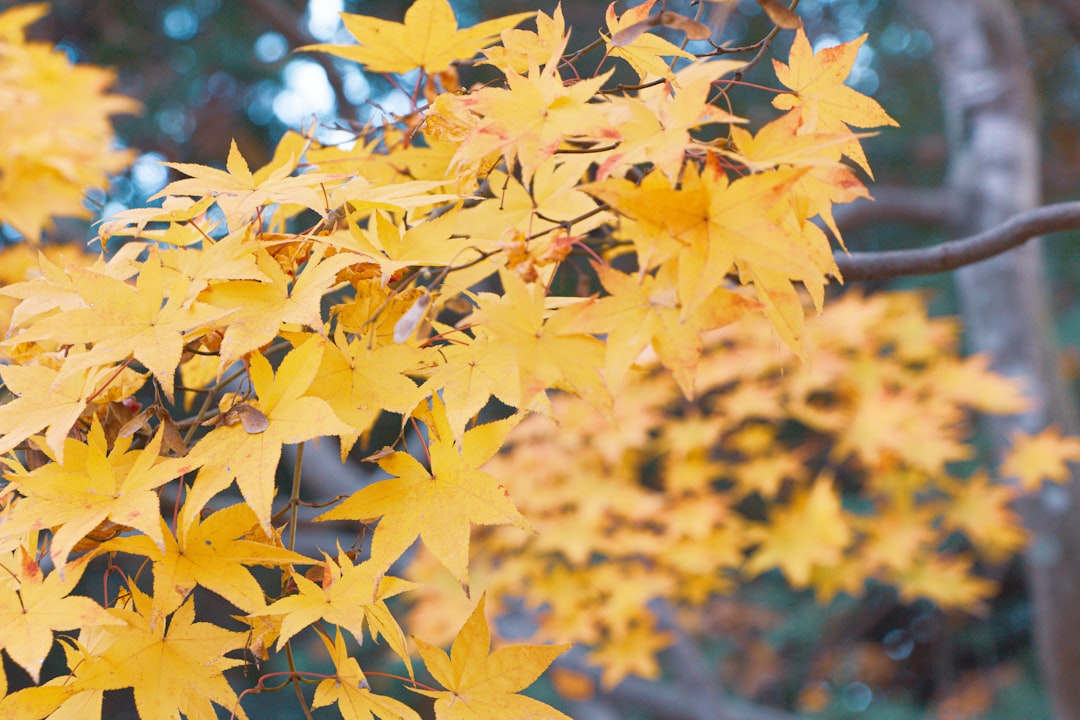 a close up of a tree with yellow leaves