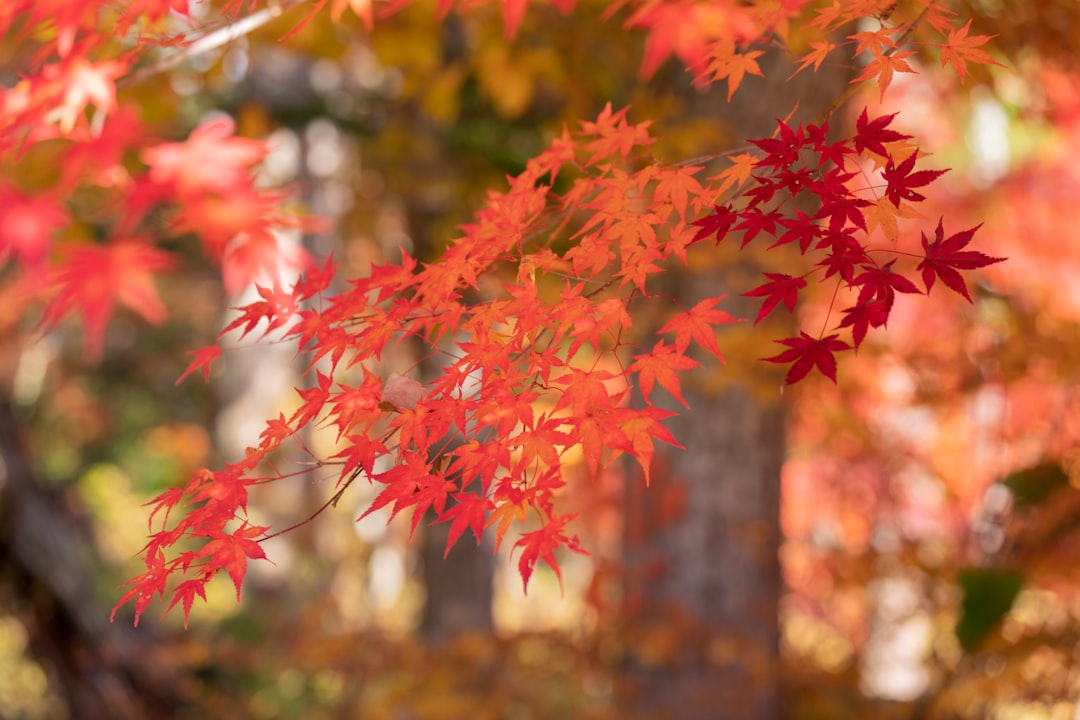 a tree with red leaves in the fall