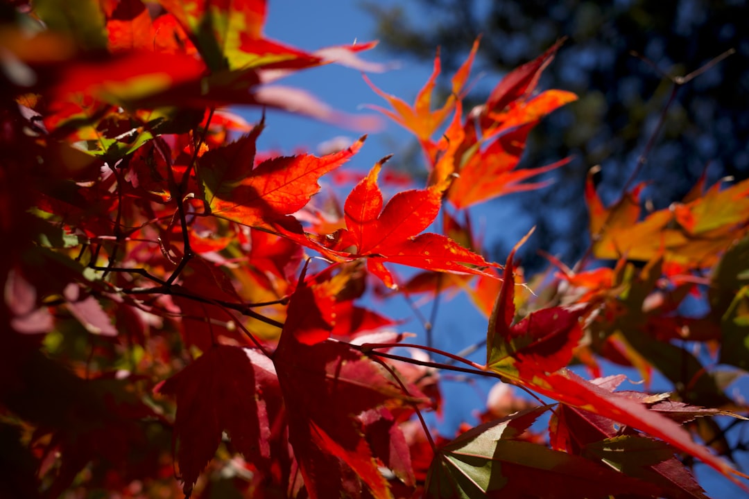 a close up of some leaves