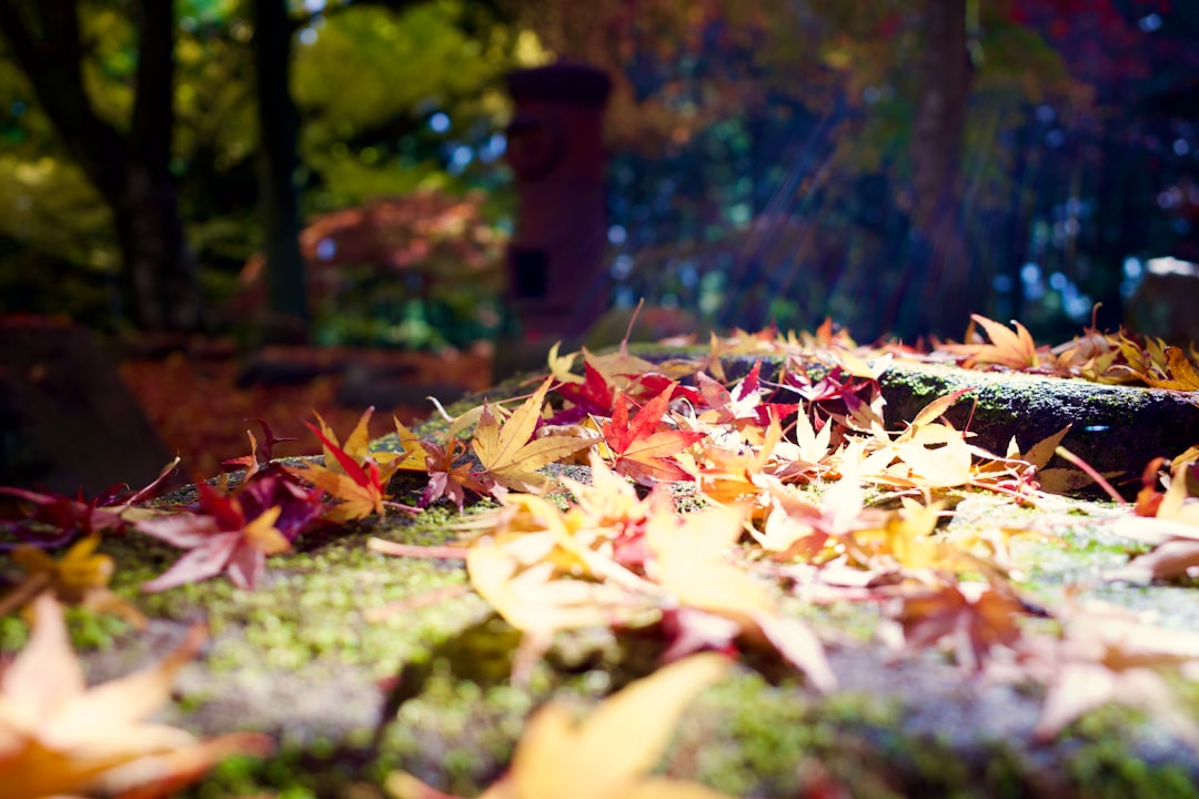 a pile of fallen leaves
