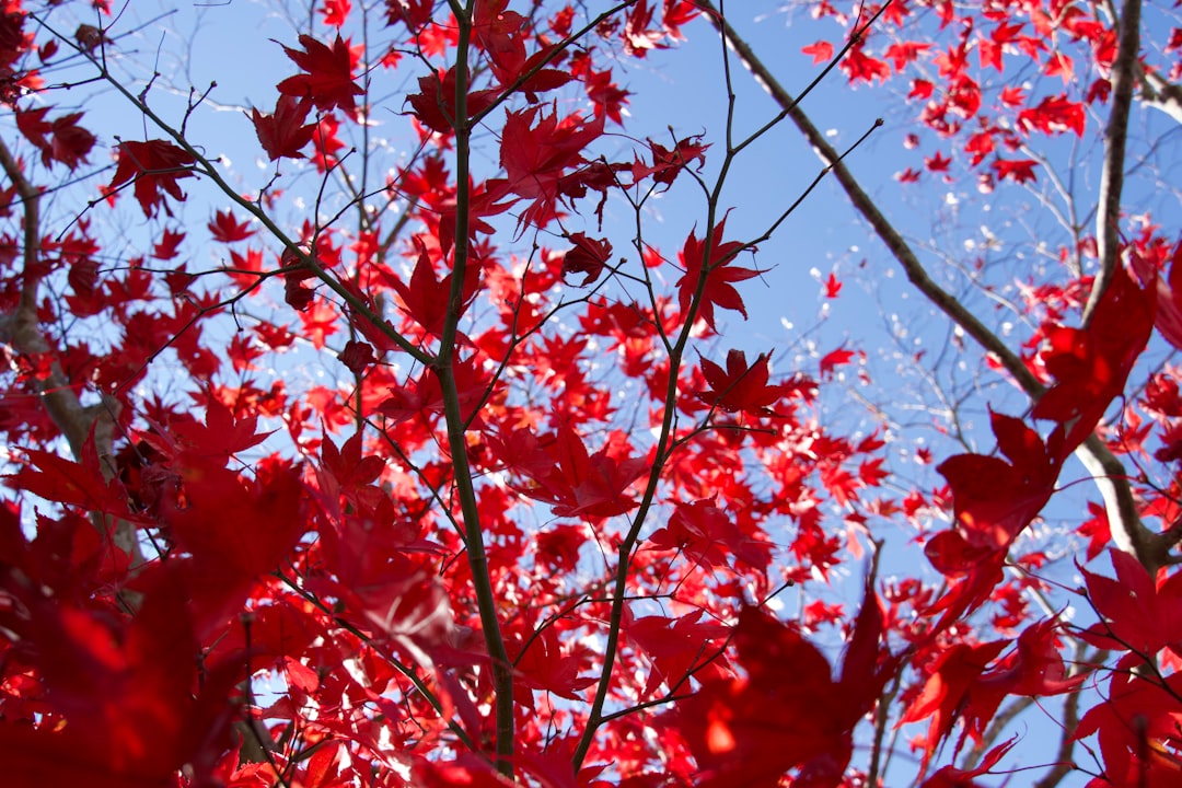 a tree with red leaves against a blue sky