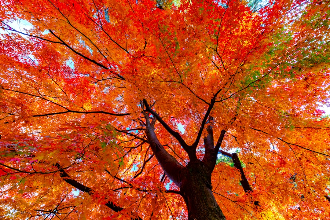 A large tree with lots of leaves on it