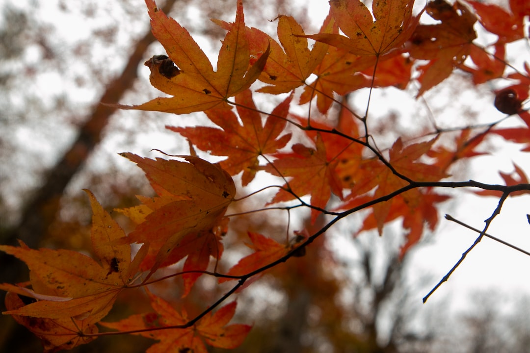 A close up of a tree with orange leaves