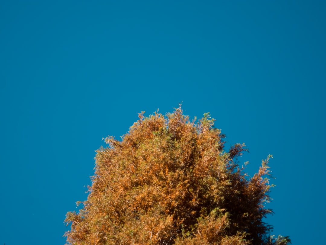 a tree with yellow leaves
