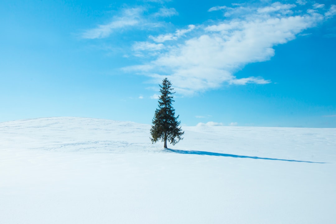 green pine tree at middle of field