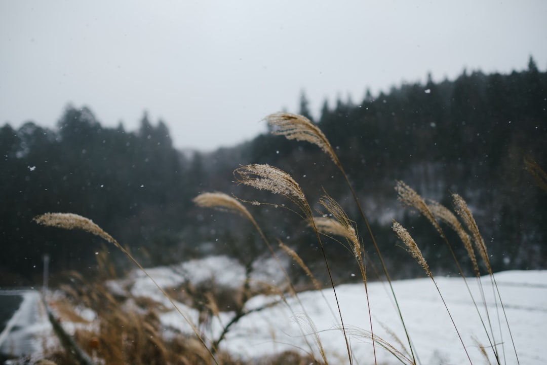 a bunch of tall grass in the snow