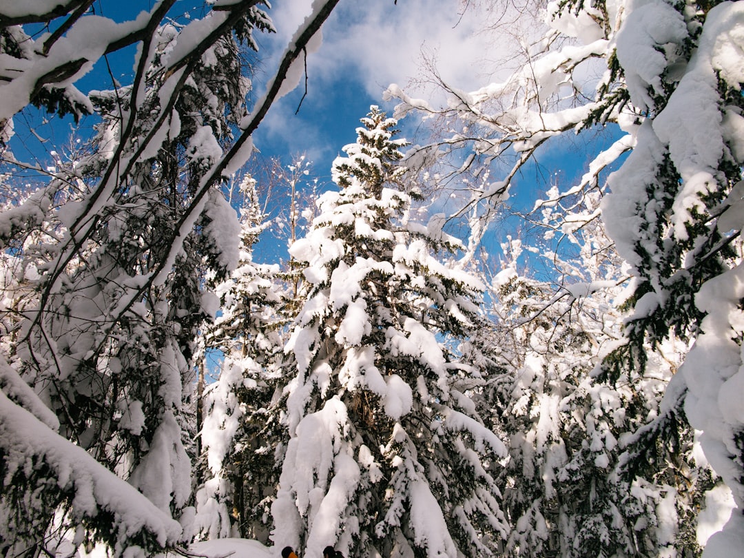 a person on a snowboard in the snow